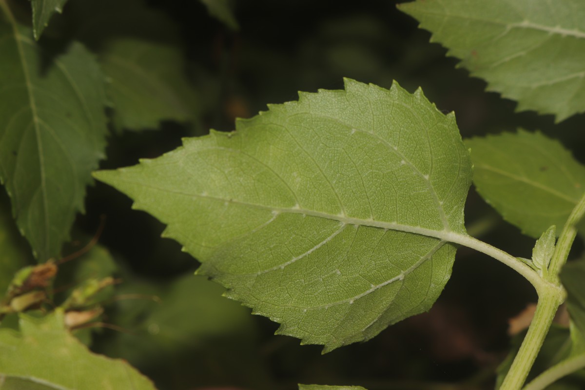 Wollastonia biflora (L.) DC.